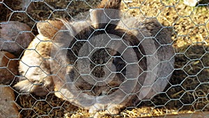 Adorable small and calm rabbit looking into the camera fom withing fence on a farm in northern Norway