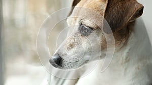 Adorable small dog Jack Russell terrier looking to the window. Close up. Daylight. Video footage