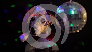 Adorable small dog Jack Russell terrier in Santa Claus costume in nightclub.