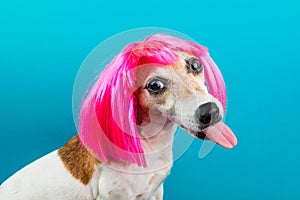 Adorable small dog in pink wig on blue backgrond. Tongen licking.