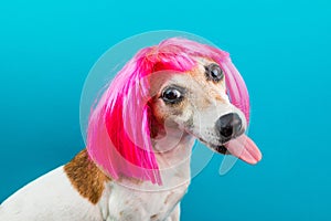 Adorable small dog in pink wig on blue backgrond. Tongen licking. photo