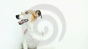 Adorable small dog on white background. Running and jumping. Happy smiling mood. Video footage