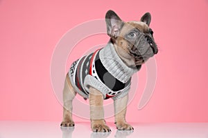 Adorable small frenchie in costume looking up