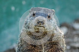 Adorable small funny young groundhog closeup faces front