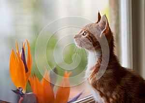 Adorable small ginger red tabby kitten looking through a window with birds of paradise on the other side of the glass.