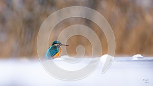 Adorable small kingfisher bird perched atop a snowy surface