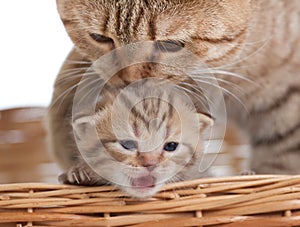 Adorable small kitten with mother cat in basket