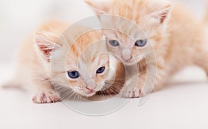 Adorable small kittens on white table - close up