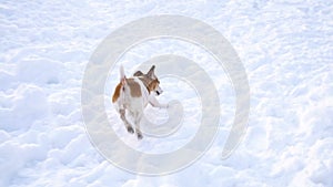 Adorable small pup dog playing in snow. Winter time fun. DLSR camera slow motion video footage