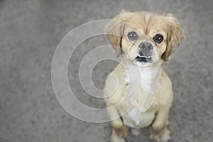 Adorable small puppy standing on hind legs