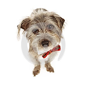 Adorable Small Terrier Wearing Bow Tie