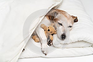 Adorable small white senior 13 years dog Jack Russell terrier sleeping in white bed