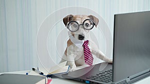 Adorable Smart dog in glasses and pink tie working at desk with laptop.