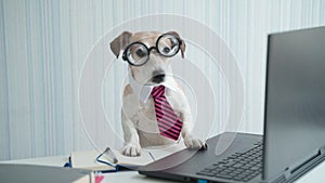 Adorable Smart dog in glasses and pink tie working at desk with laptop.