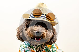 An adorable smiling black toy Poodle dog wears hat with sunglasses on top and Hawaii dress for summer season on white background