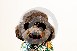 An adorable smiling black toy Poodle dog wears sunglasses and Hawaii dress for summer season on white background