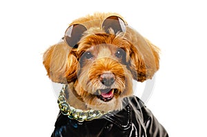 An adorable smiling brown toy Poodle dog with sunglasses on his head, golden necklace and dressing with leather jacket for travel