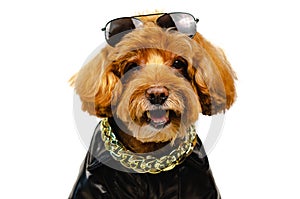 An adorable smiling brown toy Poodle dog with sunglasses on his head, golden necklace and dressing with leather jacket for travel