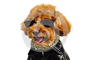 An adorable smiling brown toy Poodle dog wearing sunglasses, golden necklace and dressing with leather jacket for travel concept