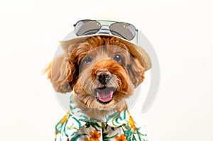 An adorable smiling brown toy Poodle dog wears hat with sunglasses on top and Hawaii dress for summer season on white background