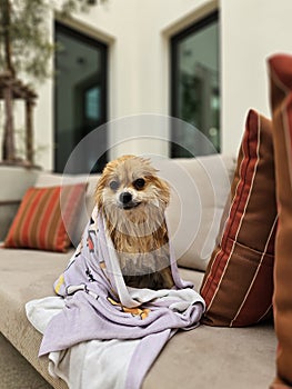 Adorable soaking small pomeranian with purple towel