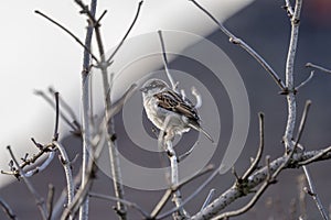 Adorable sparrow perched on a thin, snow-covered tree branch outside in the wintertime