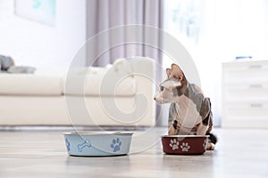 Adorable Sphynx cat eating pet food at home