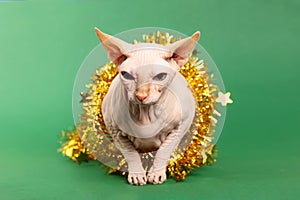 Adorable Sphynx cat with golden tinsel on green background