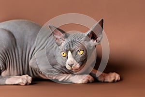 Adorable Sphynx Hairless cat of blue and white color lying down, looking away with big yellow eyes