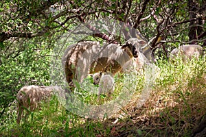 Adorable Spring Lamb & Mother