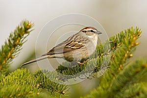 Adorable spring songbird perched on a pine tree