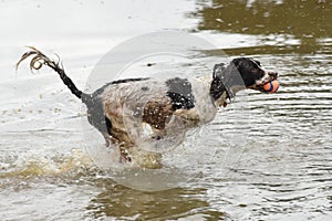 Adorable Springer Spaniel dog playing in the lake water with a ball in its mouth