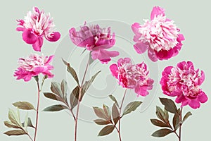 Adorable springtime blossom with peony