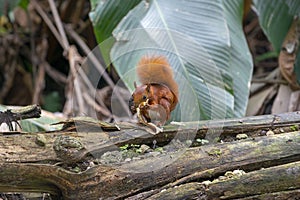 Adorable squirrel eating in the flora park on the tree trunk in Bucaramanga Santander, Colombia photo