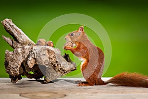 Adorable squirrel eating walnut on table