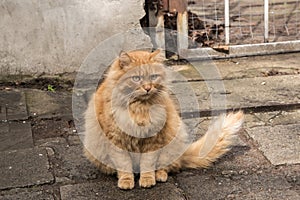 Adorable stray cat