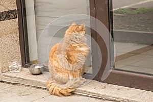 Adorable stray cat