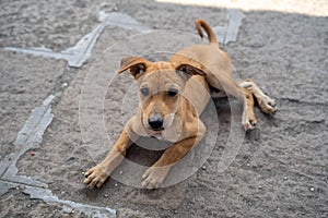 Adorable stray mixed breed puppy dog sits on the ground in Mumbai, India, waiting for food