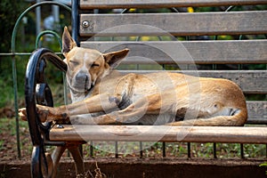 Adorable street dog sleeping on a park bench in Mumbai at the hanging gardens