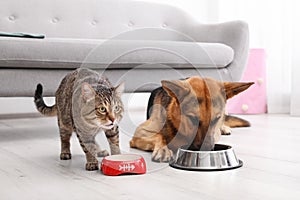 Adorable striped cat and dog eating together indoors.