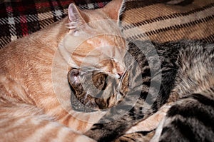 Adorable striped cats with closed eyes sleeping and hugging on brown blanket at home