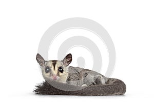 Sugar Glider on white background photo