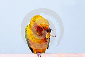 Adorable sun conure parrot is eating