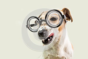 Adorable suspicious slyly winking eye dog in glasses. Fooling around. Back to school funny muzzle dog. Gray background