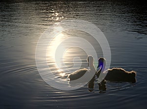 Adorable swan couple swimming in dark peaceful lake with the reflection of bright sunlight