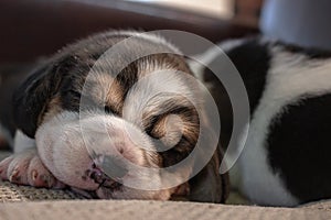 Adorable sweet little puppies lying and sleeping on the couch.