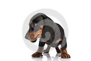 Adorable sweet teckel dachshund puppy looking to side