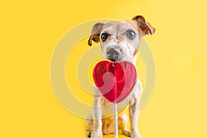 Adorable Sweets eating funny dog on bright yellow background. Hert shaped red candy lollipop. sweet tooth pet