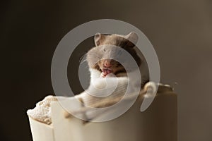 Adorable syrian hamster busted while eating in his bed