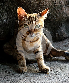 Adorable tabby cat with green eyes sitting on a stone ground